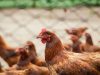 jualan ayam potong keliling