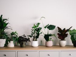 8 Jenis Tanaman Hias Indoor yang Mudah Dirawat