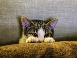 Aplikasi Mencari Kucing Hilang yang Punya Kemungkinan Berhasil Paling Besar