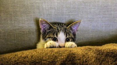 Aplikasi Mencari Kucing Hilang yang Punya Kemungkinan Berhasil Paling Besar