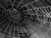 Cara Memainkan Spider Solitaire Offline Di PC dengan Mudah