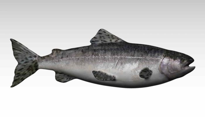 Review & Sinopsis “Salmon 3D (2023)”