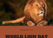 Review & Sinopsis “One Day as a Lion (2023)”