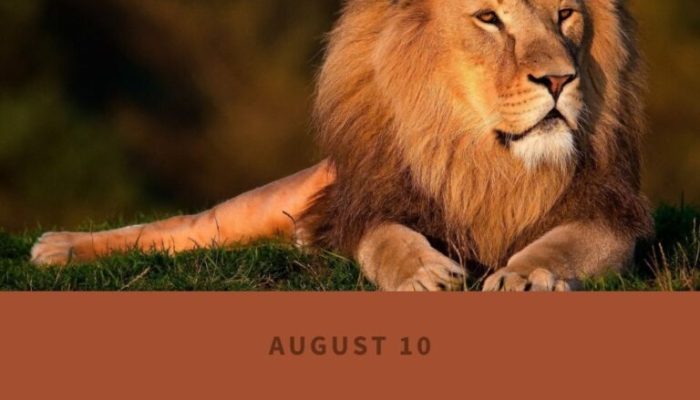 Review & Sinopsis “One Day as a Lion (2023)”