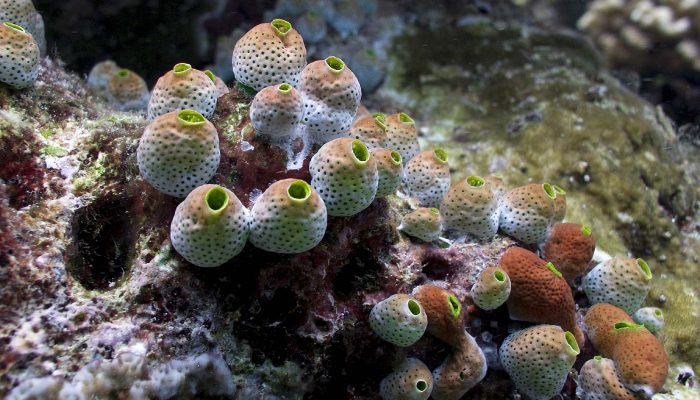 Review & Sinopsis: Sea Squirt (2023)