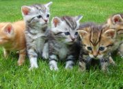 5 Aplikasi Penerjemah Bahasa Kucing, Jadi Bikin Paham Kucing Kesayangan