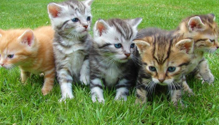 5 Aplikasi Penerjemah Bahasa Kucing, Jadi Bikin Paham Kucing Kesayangan