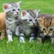 5 Aplikasi Penerjemah Bahasa Kucing, Jadi Bikin Paham Kucing Kesayangan