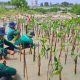 LindungiHutan: Platform Kolaborasi bagi Perusahaan untuk Melaksanakan Penghijauan dan Mitigasi Perubahan Iklim