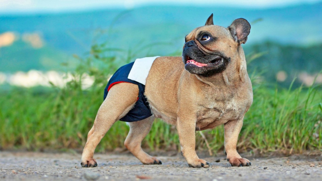 Cara Efektif Mengajarkan Anjing Agar Nyaman Menggunakan Popok