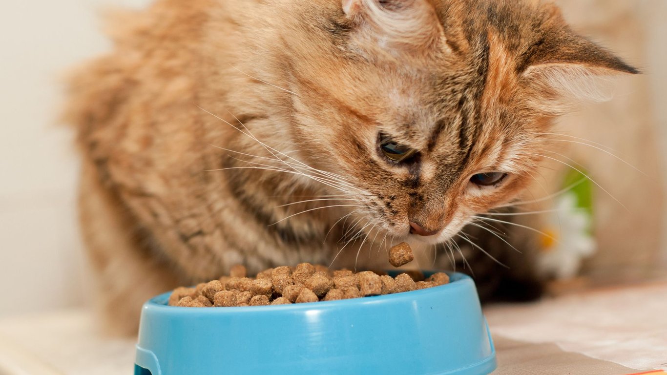 Kucing Tak Mau Makan? Coba 7 Tips dan Pilihan Makanan yang Tepat untuknya!