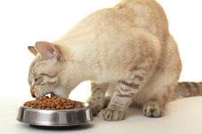 Panduan Memilih Tempat Makan Kucing yang Aman dan Nyaman