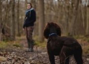 Panduan Trekking Bersama Anjing Kesayangan ke Gunung