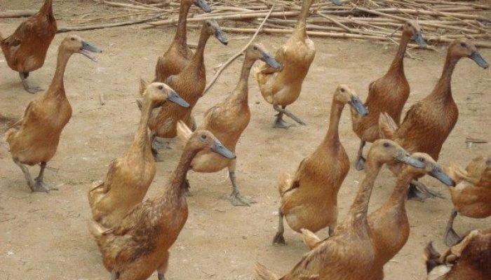 ternak bebek