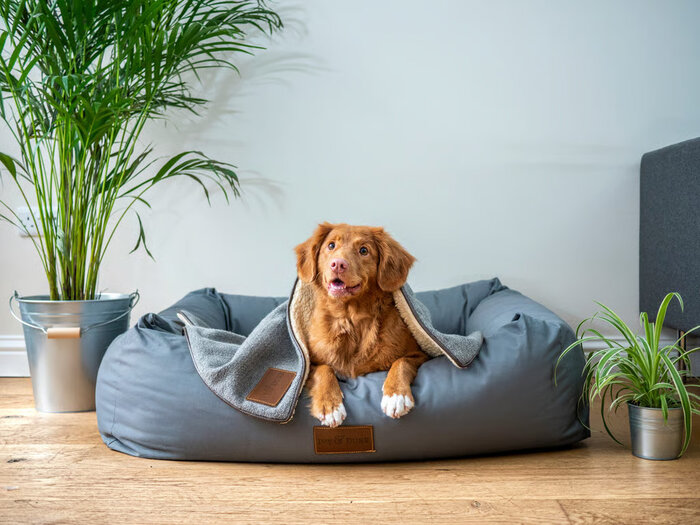 Cari Tahu Persiapan Adopsi Anjing di Rumah untuk Pemula Cari Tahu Persiapan Adopsi Anjing di Rumah untuk Pemula