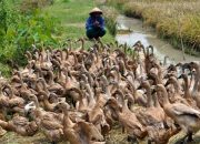 Langkah Cerdas Memulai Usaha Ternak Bebek dari Nol