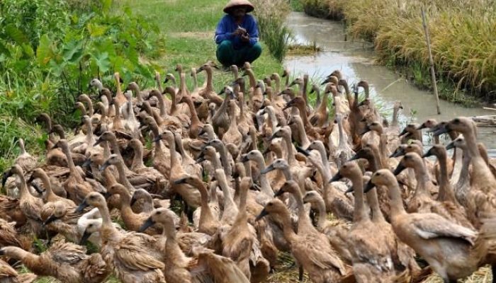 Langkah Cerdas Memulai Usaha Ternak Bebek dari Nol