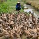 Langkah Cerdas Memulai Usaha Ternak Bebek dari Nol