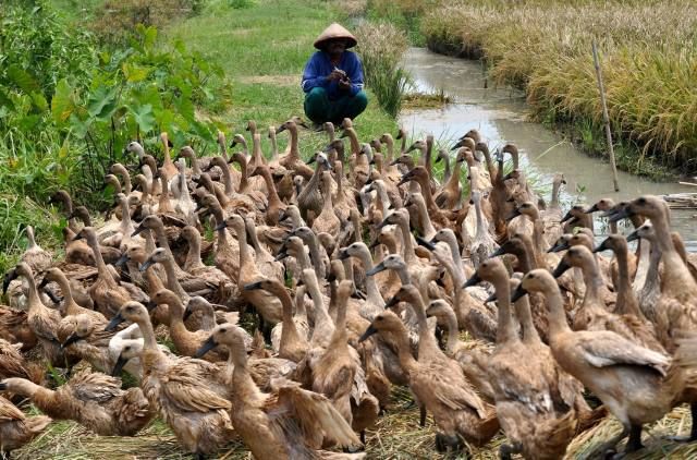 Langkah Cerdas Memulai Usaha Ternak Bebek dari Nol