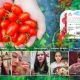 Cherry Tomato Stevia Astyfarm, Tomat Premium yang Bikin Artis Indonesia Jatuh Cinta