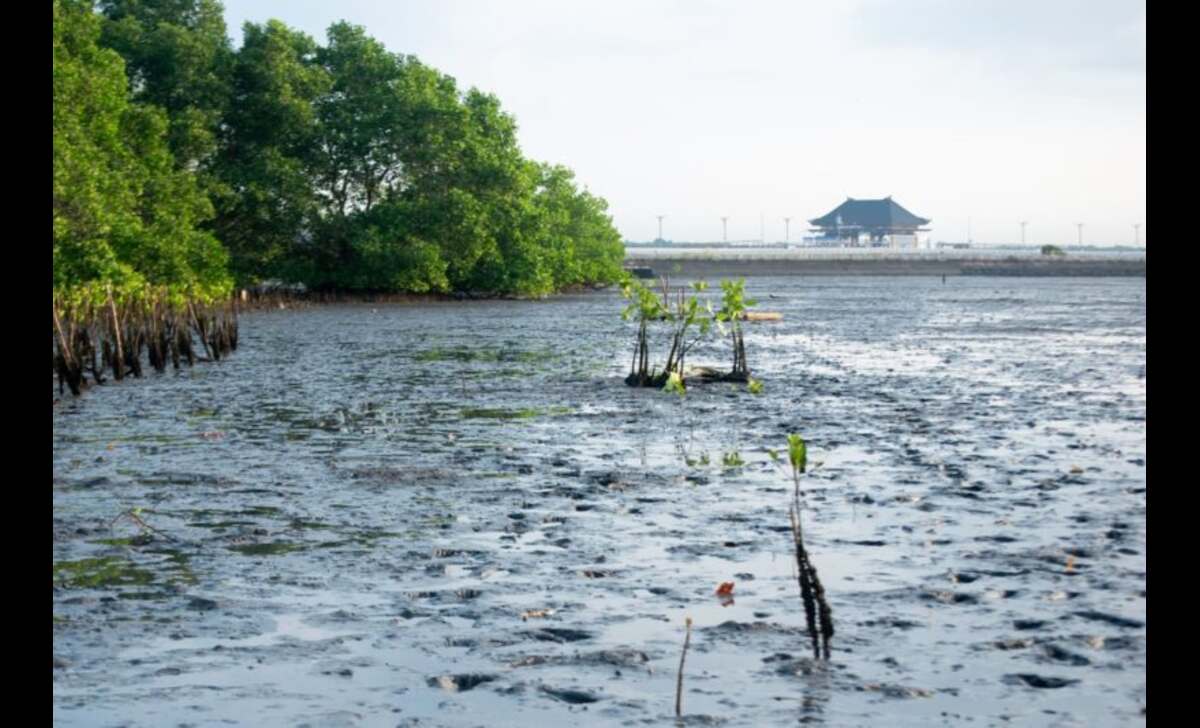 Hari Kanker Paru Sedunia: LindungiHutan Tegaskan Pentingnya Tutupan Hijau untuk Udara Bersih dan Kesehatan Paru Hari Kanker Paru Sedunia: LindungiHutan Tegaskan Pentingnya Tutupan Hijau untuk Udara Bersih dan Kesehatan Paru
