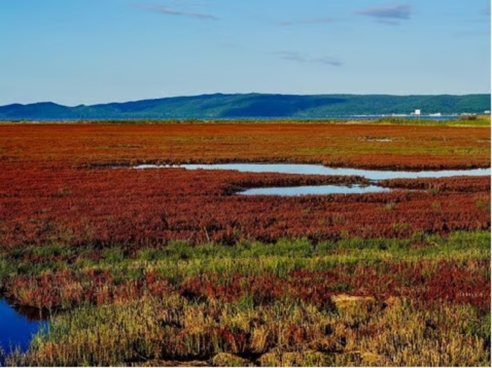 Pesona Musim Gugur Hokkaido yang Menakjubkan Pesona Musim Gugur Hokkaido yang Menakjubkan