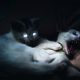 Kenali Ciri-Ciri Kucing Terkena Rabies