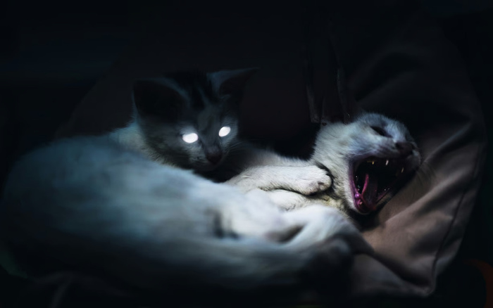 Kenali Ciri-Ciri Kucing Terkena Rabies Kenali Ciri-Ciri Kucing Terkena Rabies