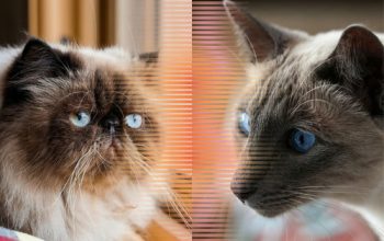 Sering Dikira Sama, Inilah Perbedaan Kucing Himalaya dan Siam