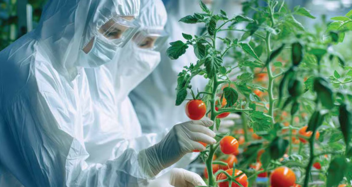 Teknologi Infusion Astyfarm: Gabungan Tomat dan Stevia yang Revolusioner Teknologi Infusion Astyfarm: Gabungan Tomat dan Stevia yang Revolusioner