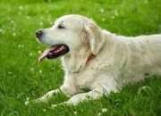 5 Ras Anjing Yang Cocok untuk Jadi Peliharaan 5 Ras Anjing Yang Cocok untuk Jadi Peliharaan