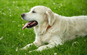 5 Ras Anjing Yang Cocok untuk Jadi Peliharaan 5 Ras Anjing Yang Cocok untuk Jadi Peliharaan