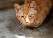 Hal yang Harus Dilakukan Saat Kucing Flu Hal yang Harus Dilakukan Saat Kucing Flu