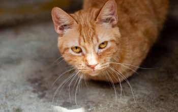 Hal yang Harus Dilakukan Saat Kucing Flu Hal yang Harus Dilakukan Saat Kucing Flu
