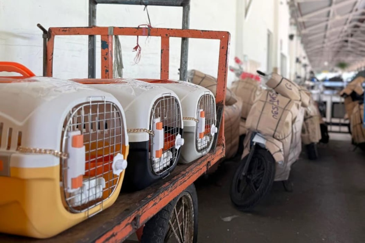 KAI Logistik Catat Pengiriman Lebih Dari 116 Ribu Hewan Peliharaan Hingga Triwulan III Tahun 2025 KAI Logistik Catat Pengiriman Lebih Dari 116 Ribu Hewan Peliharaan Hingga Triwulan III Tahun 2025
