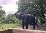 LindungiHutan Tanam Pohon di Way Kambas, Perkuat Habitat Gajah Sumatra yang Kian Menyusut LindungiHutan Tanam Pohon di Way Kambas, Perkuat Habitat Gajah Sumatra yang Kian Menyusut