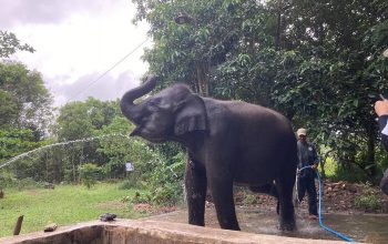 LindungiHutan Tanam Pohon di Way Kambas, Perkuat Habitat Gajah Sumatra yang Kian Menyusut LindungiHutan Tanam Pohon di Way Kambas, Perkuat Habitat Gajah Sumatra yang Kian Menyusut
