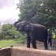 LindungiHutan Tanam Pohon di Way Kambas, Perkuat Habitat Gajah Sumatra yang Kian Menyusut