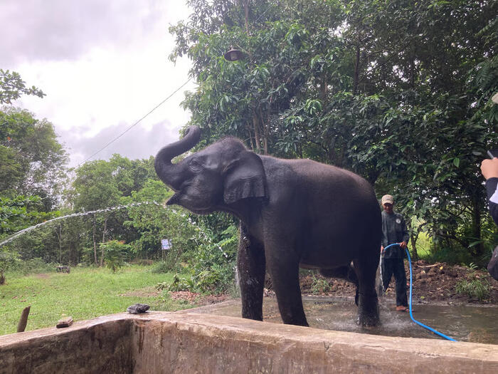 LindungiHutan Tanam Pohon di Way Kambas, Perkuat Habitat Gajah Sumatra yang Kian Menyusut LindungiHutan Tanam Pohon di Way Kambas, Perkuat Habitat Gajah Sumatra yang Kian Menyusut