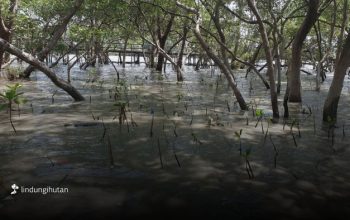 Sedekah Pohon LindungiHutan Dorong Aksi Nyata Pulihkan Ekosistem Pesisir Surabaya