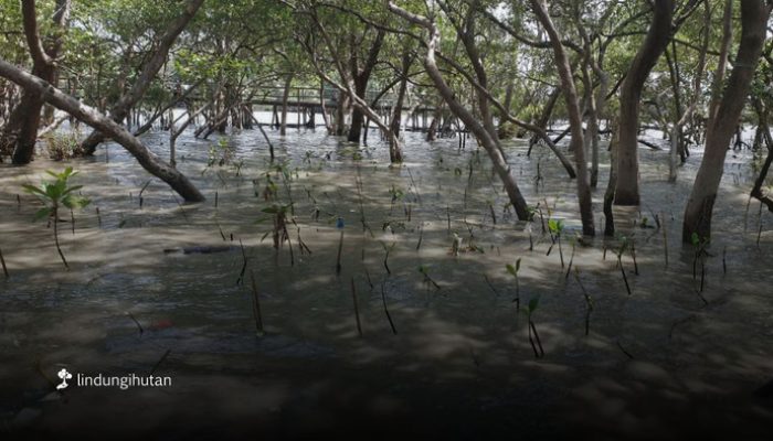 Sedekah Pohon LindungiHutan Dorong Aksi Nyata Pulihkan Ekosistem Pesisir Surabaya