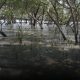 Sedekah Pohon LindungiHutan Dorong Aksi Nyata Pulihkan Ekosistem Pesisir Surabaya