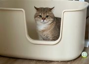 Spot Terbaik untuk Menyimpan Litter Box Kucing di Rumah