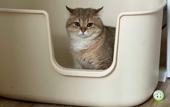 Spot Terbaik untuk Menyimpan Litter Box Kucing di Rumah