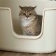 Spot Terbaik untuk Menyimpan Litter Box Kucing di Rumah