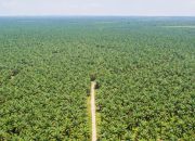 Regulasi Baru Perkuat Kewajiban Deteksi Dini Kebakaran Lahan Perkebunan Regulasi Baru Perkuat Kewajiban Deteksi Dini Kebakaran Lahan Perkebunan