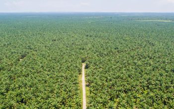 Regulasi Baru Perkuat Kewajiban Deteksi Dini Kebakaran Lahan Perkebunan Regulasi Baru Perkuat Kewajiban Deteksi Dini Kebakaran Lahan Perkebunan