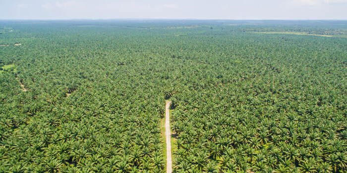 Regulasi Baru Perkuat Kewajiban Deteksi Dini Kebakaran Lahan Perkebunan