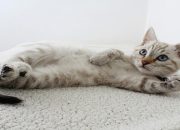 Tutorial Melatih Kitten Pup di Litter Box Tutorial Melatih Kitten Pup di Litter Box