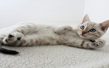 Tutorial Melatih Kitten Pup di Litter Box Tutorial Melatih Kitten Pup di Litter Box